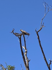 Caracara plancus