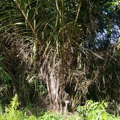Raphia australis