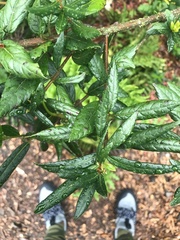 Crinodendron hookerianum