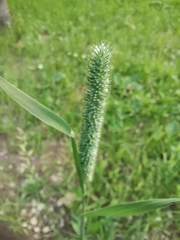 Phleum pratense