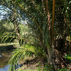 Raphia australis