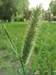 Phleum pratense