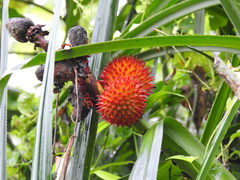 Pandanaceae