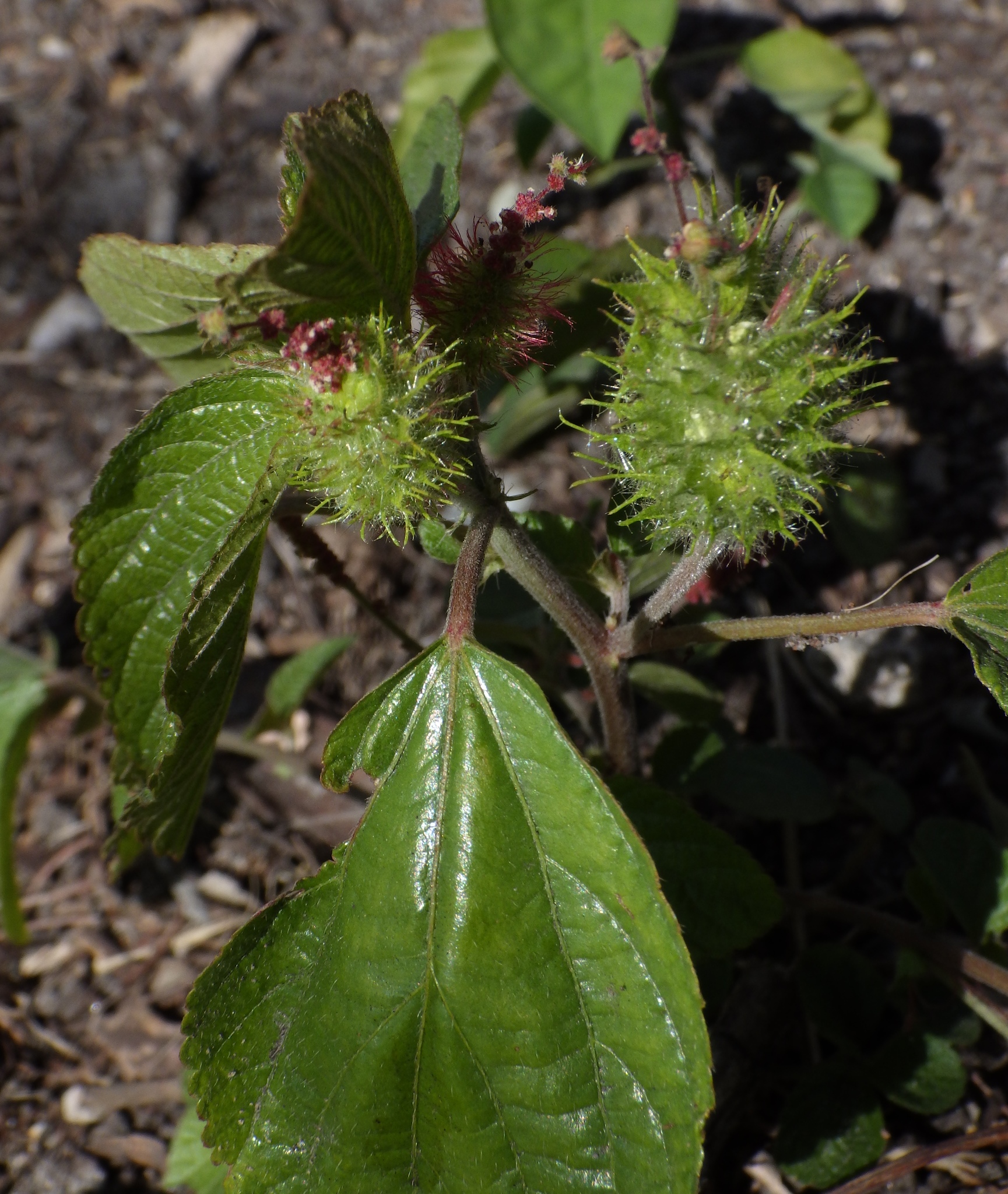 Acalypha arvensis