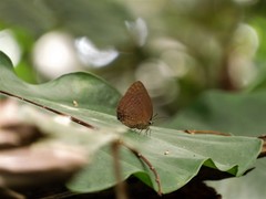 Arhopala major major