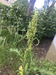 Rumex longifolius