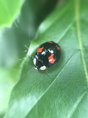 Harmonia axyridis
