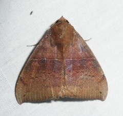 Ophisma tropicalis