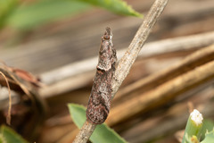 Acrobasis obliqua