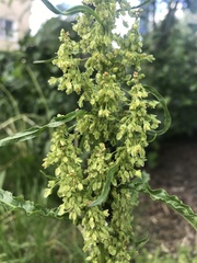 Rumex longifolius