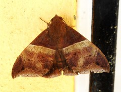 Ophisma tropicalis