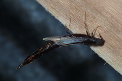 Atractocerus