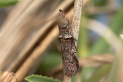 Acrobasis obliqua