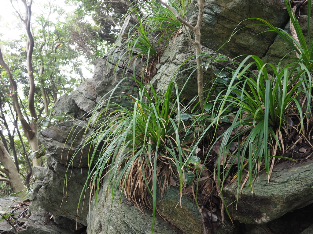 Carex matsumurae