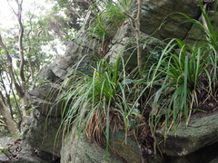 Carex matsumurae