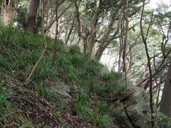 Carex matsumurae