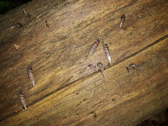 Laciniaria plicata