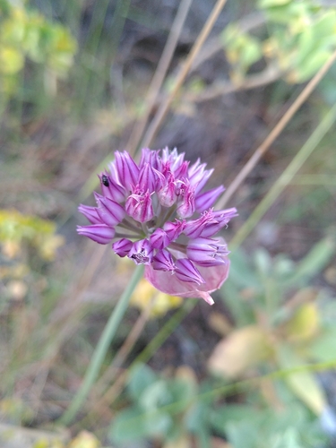 Representative image of Allium acutiflorum