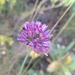 Allium acutiflorum - Photo 由 Yves Bas 所上傳的 (c) Yves Bas，保留部份權利CC BY