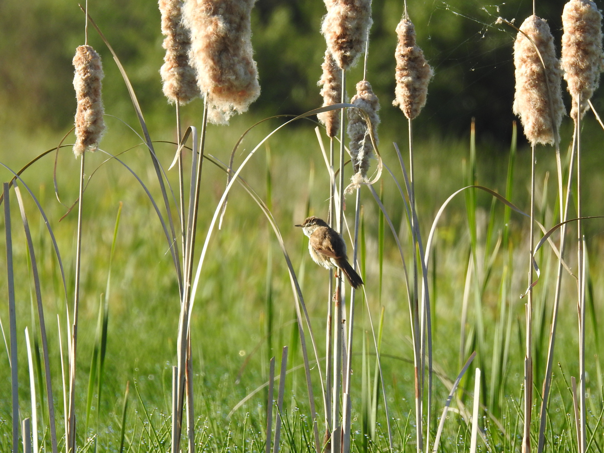 Paddyfield Warbler