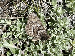 Oeneis alberta oslari