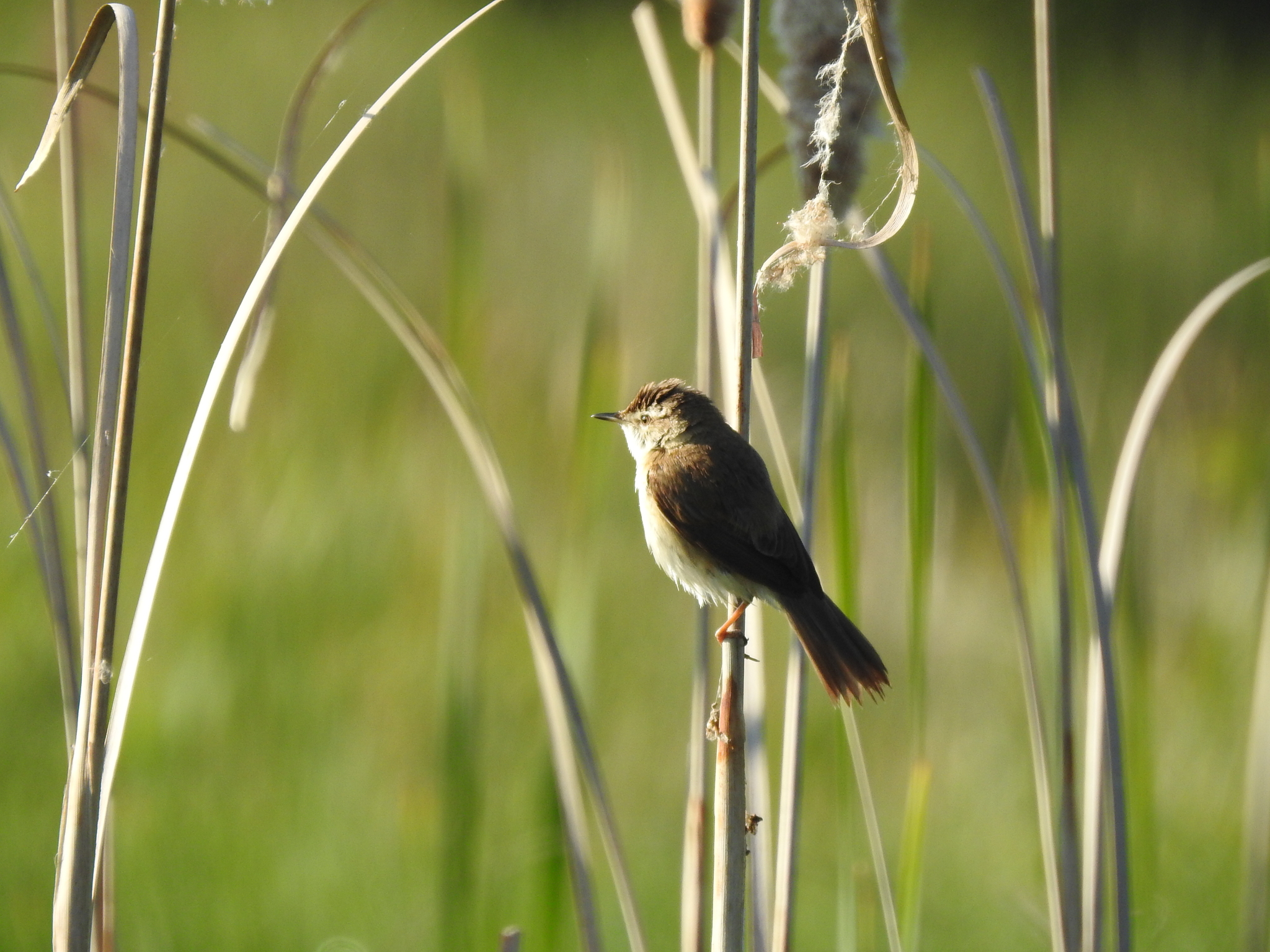 Paddyfield Warbler