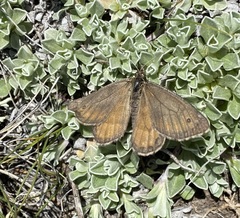 Oeneis alberta oslari