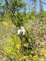 Eriophorum viridicarinatum