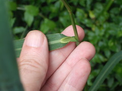 Echinochloa crus-pavonis