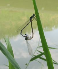 Platycnemis pennipes