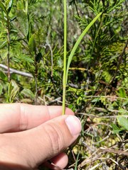 Eriophorum viridicarinatum