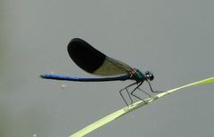 Calopteryx splendens