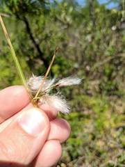 Eriophorum viridicarinatum