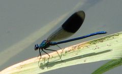 Calopteryx splendens