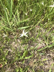 Rhynchospora latifolia