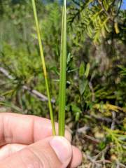 Eriophorum viridicarinatum