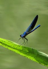 Calopteryx splendens