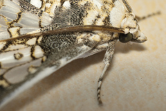 Megastes praxiteles