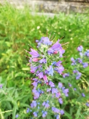 Echium vulgare