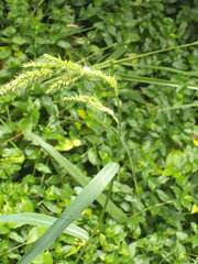 Echinochloa crus-pavonis