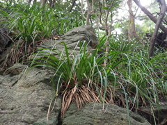 Carex matsumurae