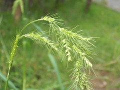 Echinochloa crus-pavonis