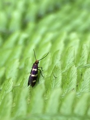 Micropterix aureatella