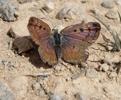 Lycaena boldenarum