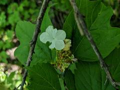 Viburnum opulus americanum