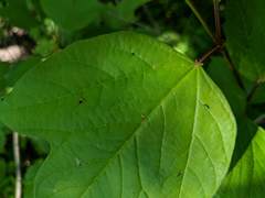 Viburnum opulus americanum