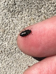 Blapstinus metallicus