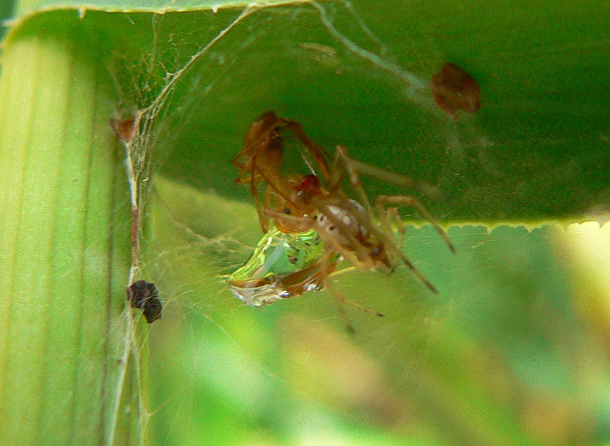 Plagiolepis brunni