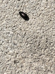 Blapstinus metallicus