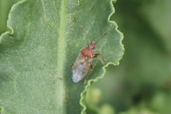 Stictopleurus punctiventris